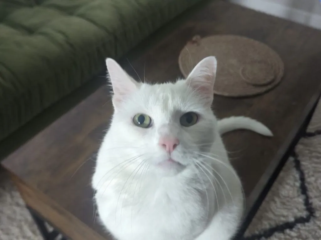Anna’s cat Charlie.